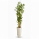 Ver imagem 4 de Árvore Bambusa Artificial 180cm com Troncos Naturais e Vaso Off-white | Formosinha