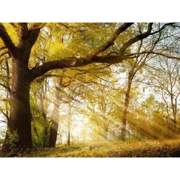 Papel de Parede Floresta Natureza Árvores 3d 3m² Xna175 - 2