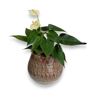 Cachepot de Argila Esmaltado
