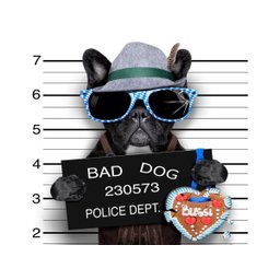 Papel De Parede Animais Bulldog Bad Dog 3D 6M² Anm146 - 2