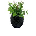 Ver imagem 3 de Conjunto livro decorativo e vaso preto trabalhado com planta