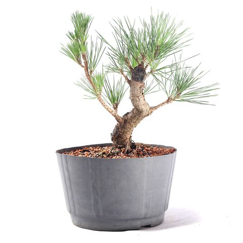 Pré Bonsai Pinheiro Negro 12 Anos