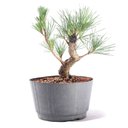 Ver imagem 1 de Pré Bonsai Pinheiro Negro 12 Anos
