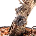 Ver imagem 5 de Pré Bonsai Pinheiro Negro 12 Anos
