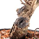Ver imagem 5 de Pré Bonsai Pinheiro Negro 12 Anos