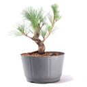 Ver imagem 3 de Pré Bonsai Pinheiro Negro 12 Anos