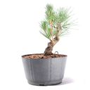Ver imagem 4 de Pré Bonsai Pinheiro Negro 12 Anos