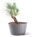 Ver imagem 2 de Pré Bonsai Pinheiro Negro 12 Anos