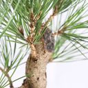 Ver imagem 6 de Pré Bonsai Pinheiro Negro 12 Anos
