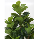 Ver imagem 6 de Planta Artificial Lyrata Ficus Folhagem Larga 170cm Arvore