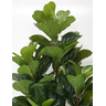 Planta Artificial Lyrata Ficus Folhagem Larga 170cm Arvore - 6
