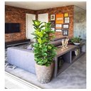 Ver imagem 2 de Planta Artificial Lyrata Ficus Folhagem Larga 170cm Arvore