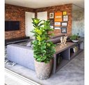 Ver imagem 2 de Planta Artificial Lyrata Ficus Folhagem Larga 170cm Arvore