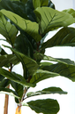 Ver imagem 3 de Planta Artificial Lyrata Ficus Folhagem Larga 170cm Arvore