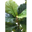 Ver imagem 5 de Planta Artificial Lyrata Ficus Folhagem Larga 170cm Arvore