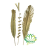 3 Folhas de Palmeira Latania Painel Vertical Composição Holo - 3