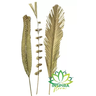 3 Folhas de Palmeira Latania Painel Vertical Composição Holo - 2