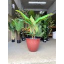 Ver imagem 6 de Vaso Decorativo para Plantas Grandes Auto Brilho para Sala (liso/terrracota)