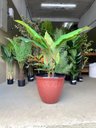Ver imagem 6 de Vaso Decorativo para Plantas Grandes Auto Brilho para Sala (liso/terrracota)