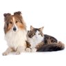 Suplemento Alimentar Nutroplus ZeoPlus Saúde Intestinal para cães e gatos 100g - 2