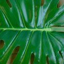 Ver imagem 4 de Folha Artificial Costela de Adão Toque Real Premium | Folha Artificial Formosinha