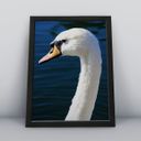 Ver imagem 1 de Quadros Decorativos Aves Decoração Sala Quarto Diversos:5