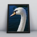 Ver imagem 1 de Quadros Decorativos Aves Decoração Sala Quarto Diversos:5