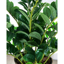 Ver imagem 3 de Suculenta da Sorte Planta Zamioculca 16 Galhos 80cm Artificial
