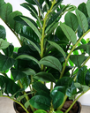 Ver imagem 3 de Suculenta da Sorte Planta Zamioculca 16 Galhos 80cm Artificial