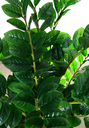 Ver imagem 2 de Suculenta da Sorte Planta Zamioculca 16 Galhos 80cm Artificial
