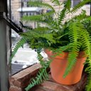 Ver imagem 3 de Vaso Samambaias