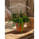 Ver imagem 1 de Vaso Samambaias