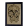 Quadro Decorativo Desenho Esqueleto Cranio 33x24cm P8224 - 1