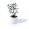 Kit Vasos Decorativos Geométricos Cachepô para Suculentas Cactos Mini e Plantas Pequenas Diversas. - 6