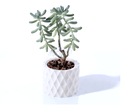 Ver imagem 6 de Kit Vasos Decorativos Geométricos Cachepô para Suculentas Cactos Mini e Plantas Pequenas Diversas.
