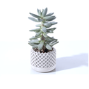 Ver imagem 5 de Kit Vasos Decorativos Geométricos Cachepô para Suculentas Cactos Mini e Plantas Pequenas Diversas.
