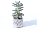 Ver imagem 5 de Kit Vasos Decorativos Geométricos Cachepô para Suculentas Cactos Mini e Plantas Pequenas Diversas.