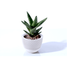 Kit Vasos Decorativos Geométricos Cachepô para Suculentas Cactos Mini e Plantas Pequenas Diversas. - 7