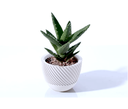 Ver imagem 7 de Kit Vasos Decorativos Geométricos Cachepô para Suculentas Cactos Mini e Plantas Pequenas Diversas.
