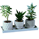 Ver imagem 1 de Kit Vasos Decorativos Geométricos Cachepô para Suculentas Cactos Mini e Plantas Pequenas Diversas.