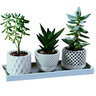Kit Vasos Decorativos Geométricos Cachepô para Suculentas Cactos Mini e Plantas Pequenas Diversas. - 1