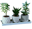 Ver imagem 1 de Kit Vasos Decorativos Geométricos Cachepô para Suculentas Cactos Mini e Plantas Pequenas Diversas.
