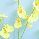 Ver imagem 3 de Kit C/ 6 Hastes de Orquídea Chuva de Ouro | Flor Artificial Formosinha
