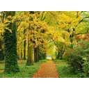 Ver imagem 2 de Papel De Parede Floresta Natureza Árvores 3D 3M² Xna157