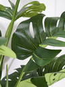 Ver imagem 3 de Planta Costela de Adão 12 Folhas 200cm Real Artificial Grande