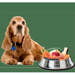 Nutroplus Suplemento Alimentício Sênior para Cães Idosos - 100G - 2 Nutroplus Suplemento Alimentício Sênior para Cães Idosos - 100G - 2