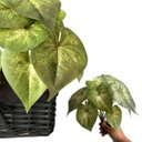Ver imagem 4 de Kit 6 Unidades Plantas Artificiais Alta Qualidade Realistas para Vasos, Painéis e Jardins Verticais