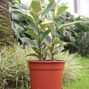 Ver imagem 2 de Vaso Comum Redondo 09 (65l) Cor Cerâmica Nutriplan