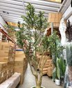 Ver imagem 7 de Árvore Oliveira Artificial Planta Premium Realista com 2.50m.