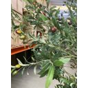 Ver imagem 4 de Árvore Oliveira Artificial Planta Premium Realista com 2.50m.
